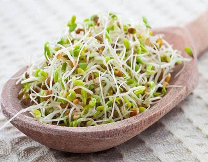 طرز تهیه جوانه گندم و حبوبات در منزل به روش جدید و ساده طرز تهیه جوانه گندم و حبوبات در منزل به روش جدید و ساده