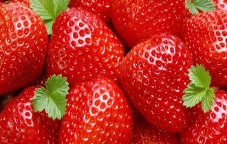 جشنواره برداشت توت فرنگی در روستای فولاد محله