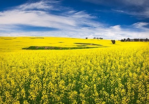 خرید 20 هزار تن دانه روغنی کلزا در استان کرمانشاه