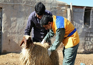 کاهش ۴۷ درصدی تب مالت در خراسان جنوبی