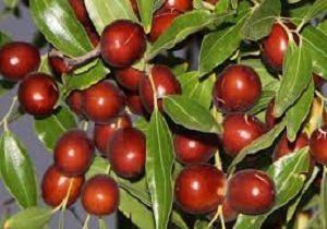 ۱۴۹ هکتار از اراضی شهرستان درمیان زیر کشت عناب