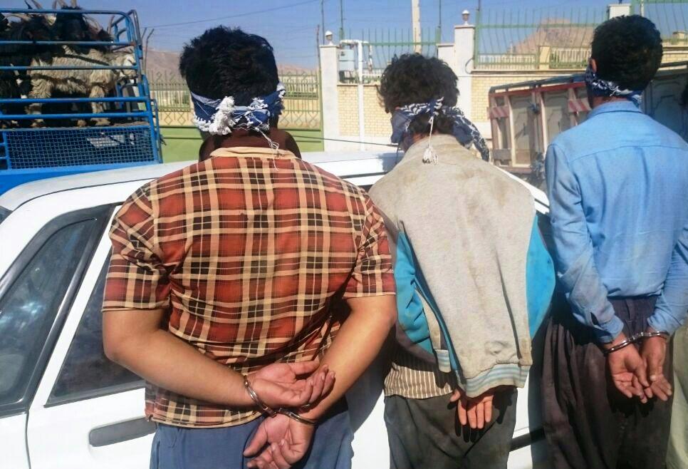 بریده شدن نوار سرقت‌های احشام در فریمان