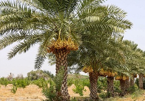 آمادگی تعاون روستایی خوزستان برای خرید خرما