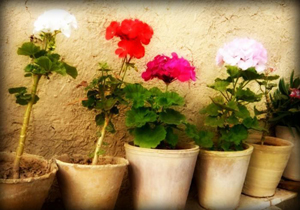 طرح مغازه سبز به زودی در زرند اجرائی می‌شود