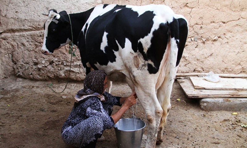 ۱۵۰ تن شیر مازاد دامداران سیستان و بلوچستان خریداری شد