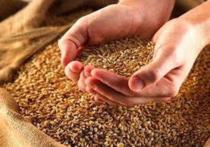 خرید بیش از ۱۳ هزارتن بذر اصلاح شده در خراسان شمالی