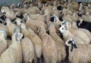 کاهش ۱۴ درصدی کشفیات قاچاق دام زنده در کردستان