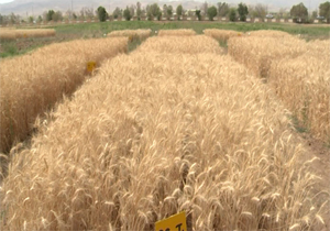 اجرای طرح الگوی کشت و آبیاری نوین گندم