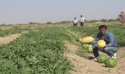 برداشت بیش از ۲۰۰ هزار تن محصول جالیزی در تایباد برداشت بیش از ۲۰۰ هزار تن محصول جالیزی در تایباد