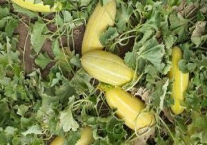 کاهش ۴۰ درصدی سطح زیرکشت خربزه در ابرکوه