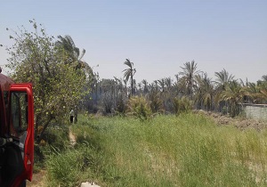 آتش سوزی گسترده در نخلستان های معمره صنگور