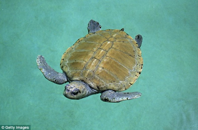 کشف لاشه لاک پشت دریایی نادر درون صندلی بار +تصاویر