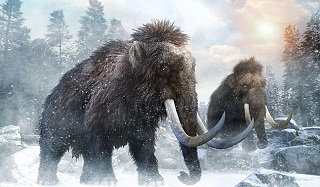 گونه&zwnj;ای جدیدی از ماموت در سیبری کشف شد +عکس ////