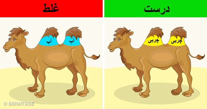باورهای غلط علمی که انسان&zwnj;های زیادی به آن اعتقاد دارند