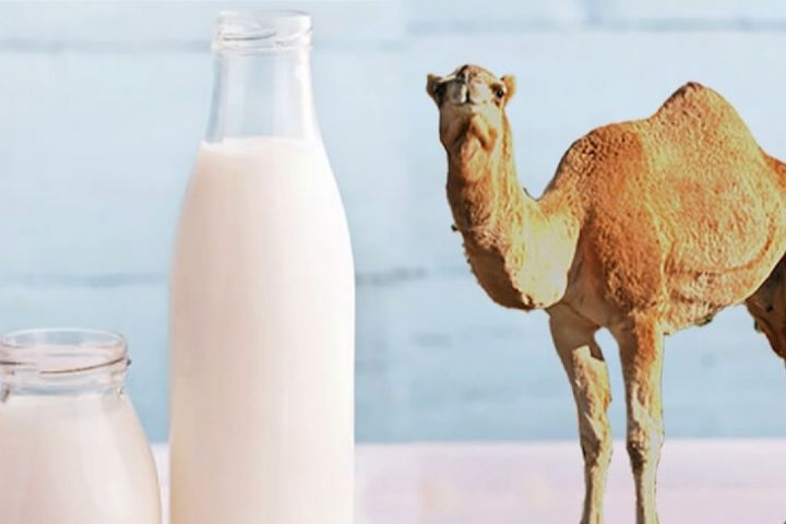چه خطری مصرف کنندگان شیر شتر را تهدید می&zwnj;کند؟