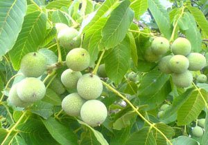 جشنواره گردو در ایستگاه ششم