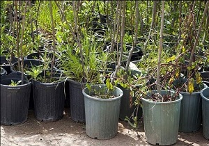 اهداء ۲۸۰ اصله درخت به دبیرخانه زکات شهرستان رودان