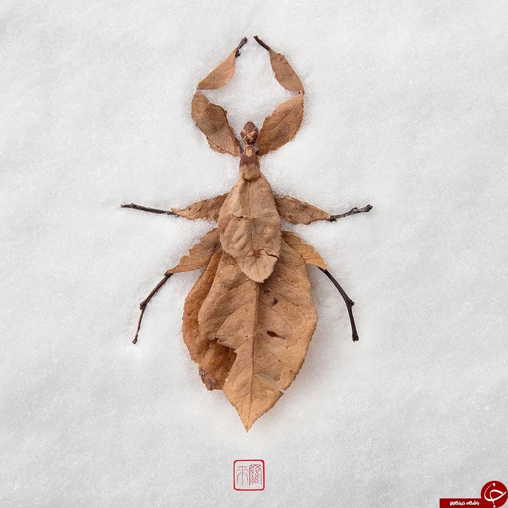 حشراتی که از جنس گیاه هستند