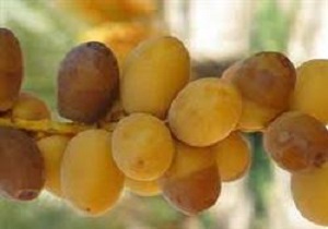 برداشت رطب از نخلستان های خرمشهر