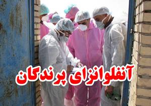 بیماری آنفلوآنزای فوق حاد پرندگان یکی از خطرناک‌ ترین بیماری/ شهروندان نکات بهداشتی در خرید طیور را رعایت کنند