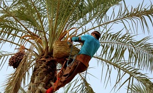 برداشت خرمای مضافتی در بشاگرد آغاز شد