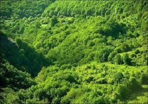 اجرای عملیات بیولوژیک آبخیزداری در بیش از ۱۱۶۰۰ هکتار از جنگل‌ها و مراتع کردستان