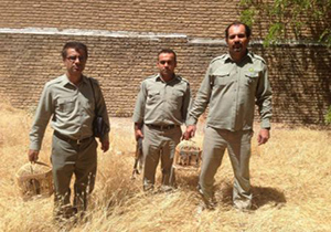 شکارچی متخلف دربوکان دستگیرشد