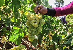 کاهش  ۶ هزار و ۱۸۸ هکتاری سطح برداشت انگور در استان اصفهان