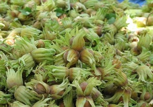 برداشت فندق در استان قزوین