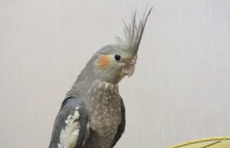 طوطی سخنگو دستگیر شد