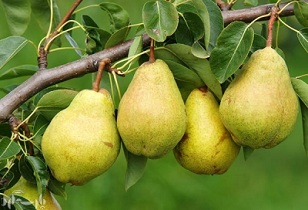 درختان گلابی دهاقان در معرض نابودی