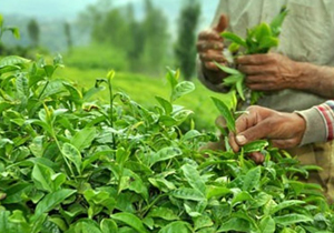 پرداخت بیش از یک میلیارد تومان از مطالبات چایکاران شمالی