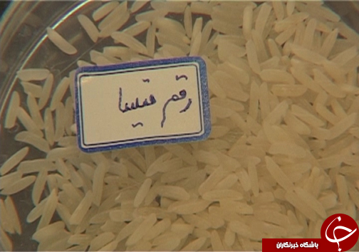 تیسا رقم جدید برنج مقاوم به کم آبی