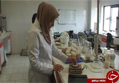 تیسا رقم جدید برنج مقاوم به کم آبی