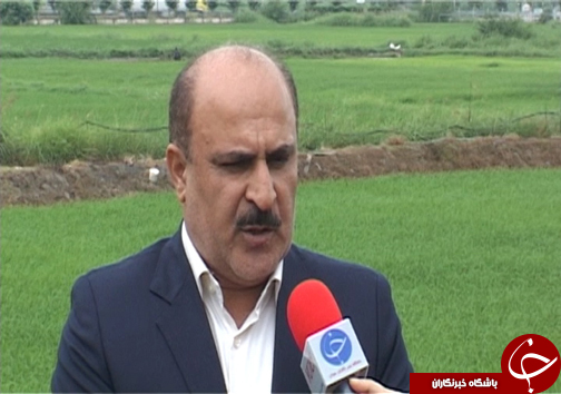 تیسا رقم جدید برنج مقاوم به کم آبی