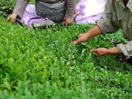 کم&zwnj;رنگ شدن صادرات چای ایرانی با یک بخشنامه وزارت صمت+ سند