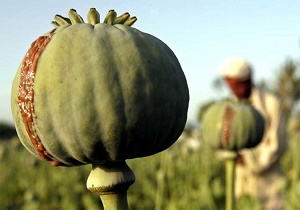زن بدجنس با تریاک از شوهرش انتقام گرفت