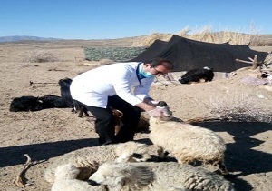 بیش از ۸۹ هزار دام در ایرانشهر واکسینه شدند