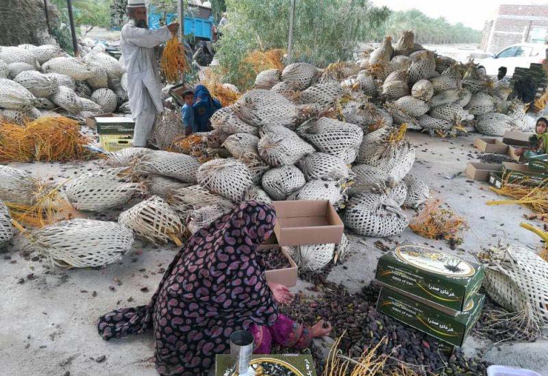 آغازبرداشت ارقام تجاری خرما در دلگان