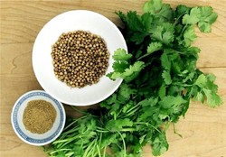 ارز آوری صادرات گشنیز نهاوند چند برابر نفت است
