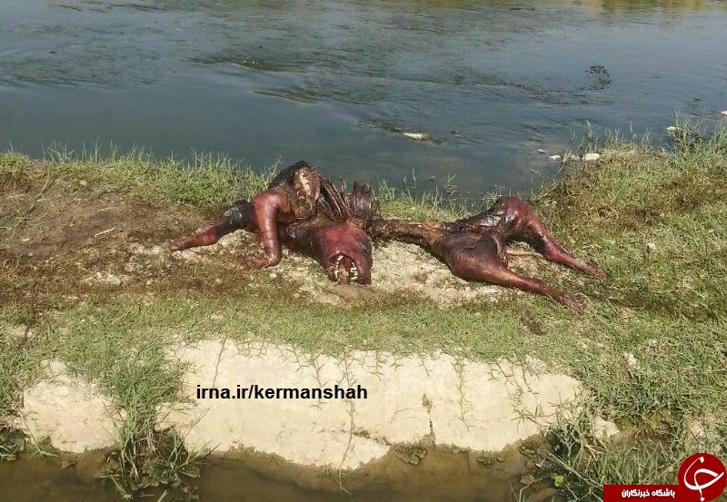 ماجرای عجیب و جنجالی پیدا شدن لاشه یک دایناسور در کرمانشاه!+ عکس