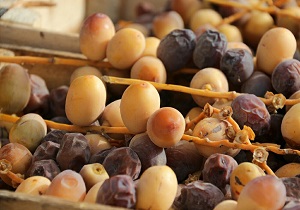 برداشت محصول خارک ورطب درخرمشهر زودتر از زمان موعد