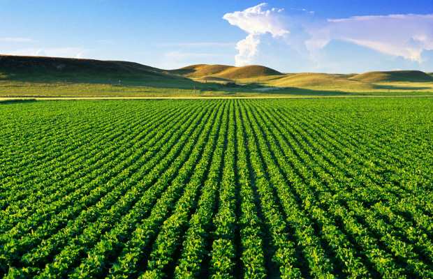 اجرای لایحه الگوی کشت مرهمی بر کمبود منابع آبی