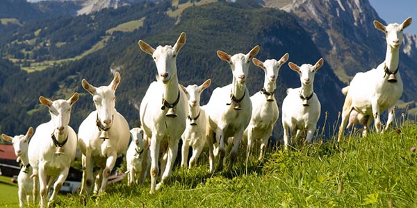 ماجرای عجیب باشگاه فوتبالی که بازیکنان خود را برای خرید بز فروخت! ماجرای عجیب باشگاه فوتبالی که بازیکنان خود را برای خرید بز فروخت!