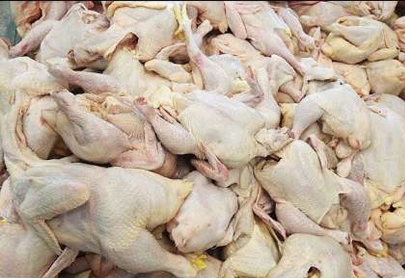 سهمیه مرغ شهرستان دشتی از ۹ تن به ۲۰ تن افزایش یافت