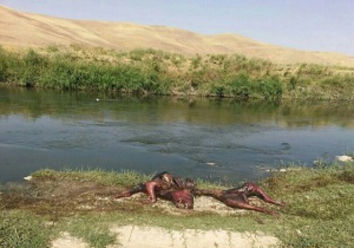 درگیری مسلحانه با عناصر ضد انقلاب در بانه/ کلنگ&zwnj;هایی که سال&zwnj;ها بر زمین ماند/مشاهده هیولا در محیط زیست درود فرامان/عزیز چنار از دیدنی&zwnj;های معروف دره بهشت