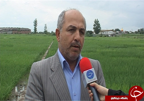 افزایش ۲ برابری برداشت برنج مقاوم به شوری در شمال با تلاش محققان سازمان انرژی اتمی افزایش ۲ برابری برداشت برنج مقاوم به شوری در شمال با تلاش محققان سازمان انرژی اتمی