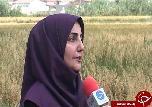 افزایش ۲ برابری برداشت برنج مقاوم به شوری در شمال با تلاش محققان سازمان انرژی اتمی افزایش ۲ برابری برداشت برنج مقاوم به شوری در شمال با تلاش محققان سازمان انرژی اتمی
