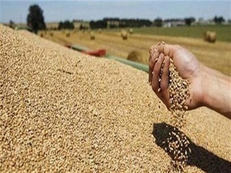خرید ۴۷۰ هزار تن گندم از کشاورزان آذربایجان غربی / افزایش ۲۰ درصدی میزان خرید