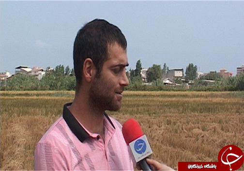 افزایش ۲ برابری برداشت برنج مقاوم به شوری در شمال با تلاش محققان سازمان انرژی اتمی افزایش ۲ برابری برداشت برنج مقاوم به شوری در شمال با تلاش محققان سازمان انرژی اتمی